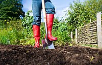Mann mit roten Gummistiefel und Jeanshose, welcher mit Schaufel ein Loch im Garten gräbt